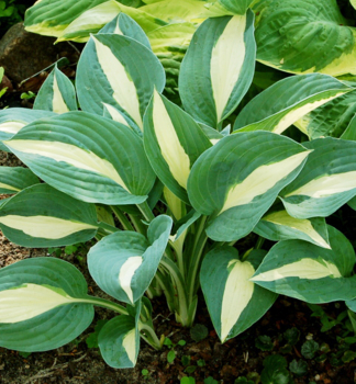 Hosta (bohyka) PIN-UP kont. 1 l