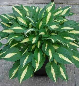 Hosta (bohyka) RISKY BUSINESS, kont. 1 l