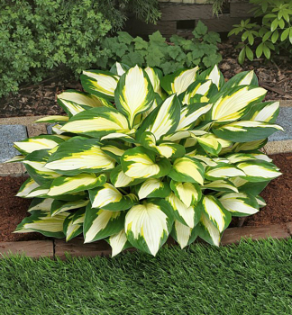 Hosta (bohyka) COLOR FESTIVAL kont. 1 l