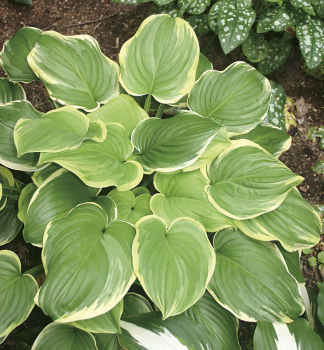 Hosta (Bohyka) FRAGRANT DREAM, kont. 1 l
