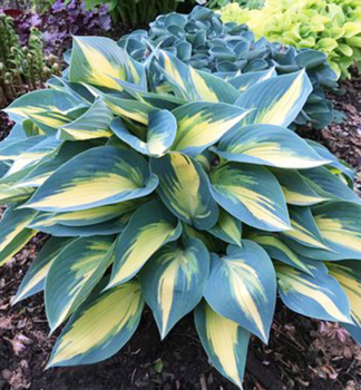 Hosta (bohyka) MAGIC ISLAND kont. 1 l