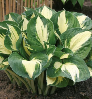 Hosta (Bohyka) PATHFINDER, kont. 1 l