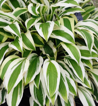 Hosta (bohyka) WHITE DOVE kont. 1 l