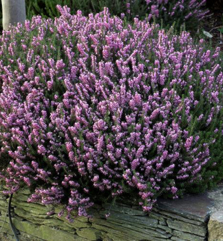 V�esovec darlejsk� �J. W. PORTER� kont 0,5 l