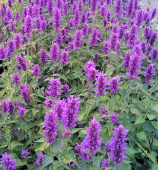 Agastache hybridn BLUE BOA kont. 0,5 l