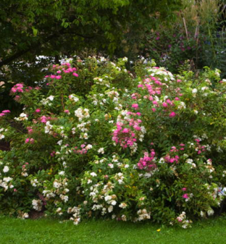 Spiraea japonica GENPEI v zhrade