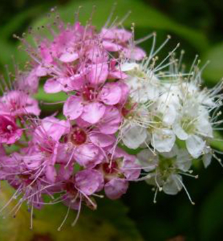 Spiraea japonica GENPEI, detail kvetu