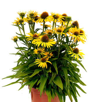 T�apatka hybridn� �FOUNTAIN YELLOW� kont. 0,5 l