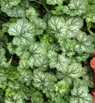 Dluicha hybridn LITTLE CUTIE PEPPERMINT kont. 0,5l