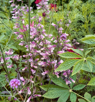 Obrzok (9)