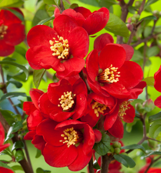 Kdoulovec ndhern CRIMSON AND GOLD 50-60 cm, kont. 2 l