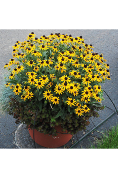 T�apatka (Rudb�kia) �SUN KA CHING� kont. 0,5 l