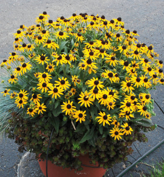 T�apatka (Rudb�kia) �SUN KA CHING� kont. 0,5 l