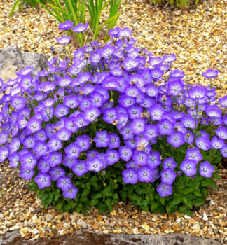 Zvonek hybridn SAMANTHA kont. 0,5 l