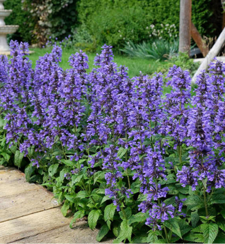 �anta ko�i�� �NEPTUNE� kont. 0,5 l