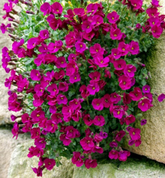 Ta�i�ka �AXCENT� BURGUNDY�, kont. 1 l