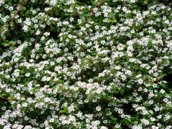 Cotoneaster dammeri ´CAMILLO DE SCHNEIDERI´ obdobie kvitnutia