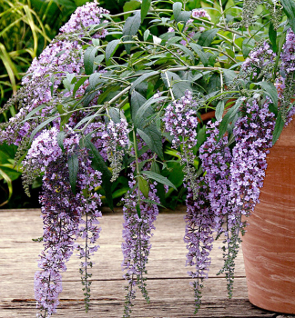 Komule Davidova WISTERIA LANE 10-15 cm, kont. 3 l