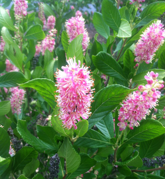 Jochovec ol�olist� �RUBY SPICE�, kont. 1,4 l