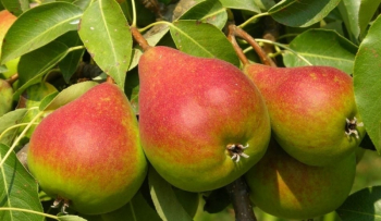 Obrzok (1)