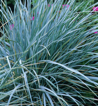 ELYMUS (Provnk ps)  kont. 0,5 l