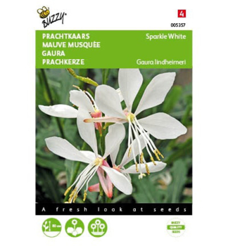 Semena - Gaura Lindheimeri SPARKLE WHITE