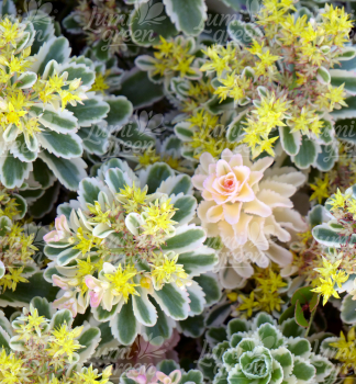 Obrázok (5) Obrázok (5)