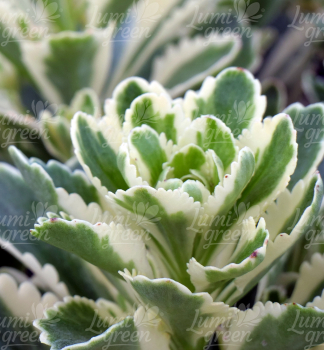 Obrázok (6) Obrázok (6)