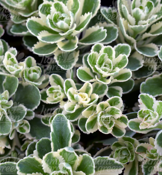 Obrázok (7) Obrázok (7)