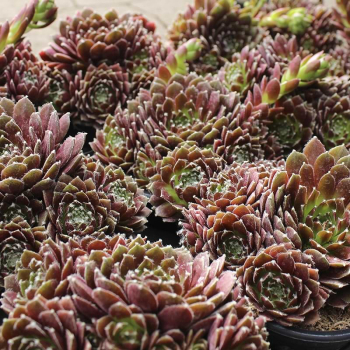 Obrázok (2) Obrázok (2)