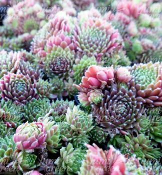 Obrázok (8) Obrázok (8)