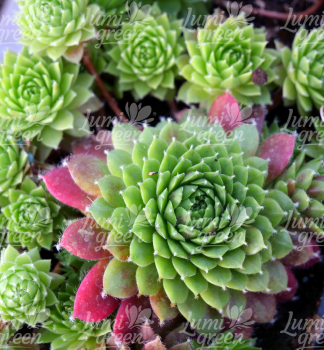 Obrázok (5) Obrázok (5)