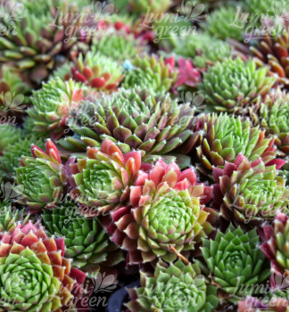 Obrázok (6) Obrázok (6)