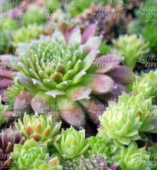 Obrázok (7) Obrázok (7)