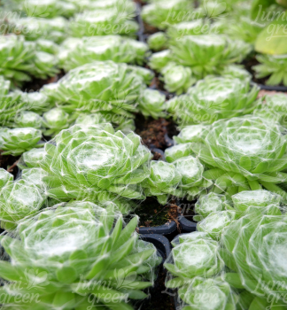 Obrzok (5)
