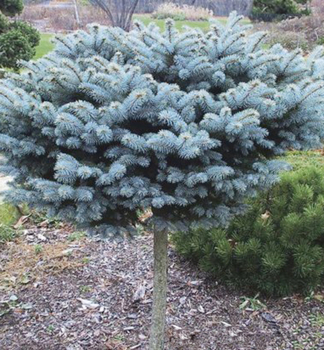 Smrk pichlavy GLAUCA GLOBOSA kmnek 50 cm, kont. 7,5 l