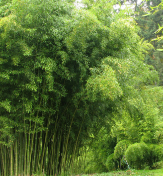 Bambus / Phyllostachys atrovaginata ´GREEN PERFUME´ 20-30 cm, kont. 3 l