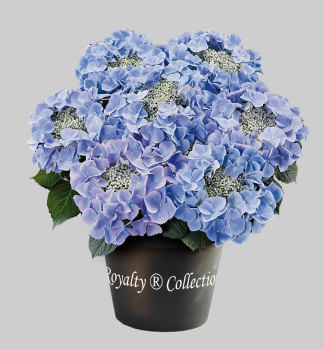 Hortenzie velkolist� �FRISBEE� BLUE�, kont. 4 l