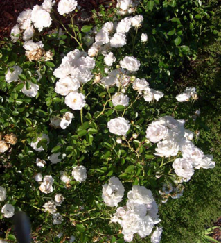 Rosa floribunda SEA FOAM