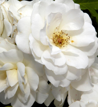 Rosa floribunda SEA FOAM detail rue