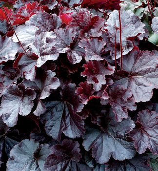 Dluicha hybridn NORTHERN EXPOSURE BLACK kont. 0,5 l