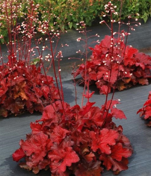 Dluicha hybridn NORTHERN EXPOSURE RED, kont. 0,5 l