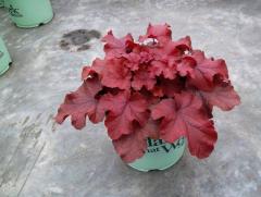 Obrzok (4)