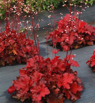 Dluicha hybridn NORTHERN EXPOSURE RED, kont. 0,5 l