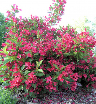 Weigela florida RED PRINCE