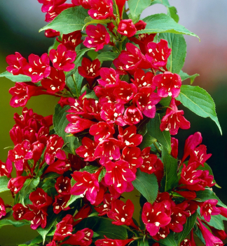 Vajglie kvtnat RED PRINCE 20-30 cm, kont. 2,5 l
