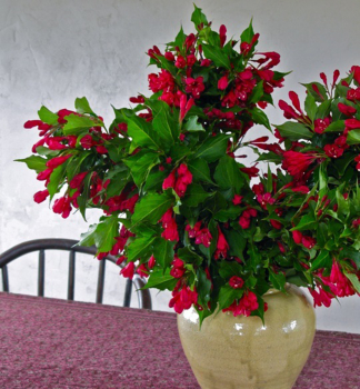 Weigela florida RED PRINCE v ndobe