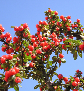 Cotoneaster dammeri CORAL BEAUTY vznany vekm mnostvom ervenooranovch plodov