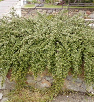 Cotoneaster dammeri ´CORAL BEAUTY´príznačná pokryvná vlastnosť