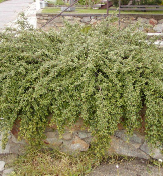 Cotoneaster dammeri CORAL BEAUTYprznan pokryvn vlastnos